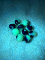 10 Jabo Fenton Burmese Glass UV Reactive Marbles Uranium Ultraviolet