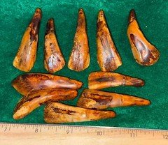 (10) OLD Original Buffalo Teeth Sioux Indian Ornamental Beads Fur Trade 1700's