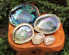 Abalone Shell: Choose Size 2 - 7" Abalone Shells (Decor, Crafts, Rituals)