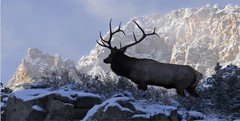 Elk Mountain Top Scene Photo License Plate - LPO615