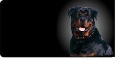 Rottweiler Dog Photo License Plate  Free Personalization on this Plate