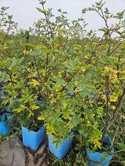 Sichuan Chinese pepper tree 花椒树苗